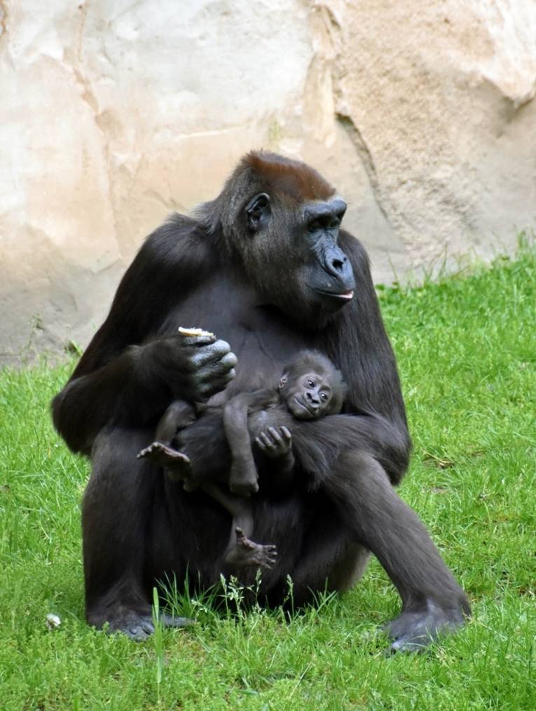 Gorilla-Weibchen mit Jungem