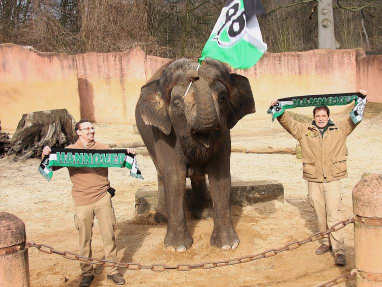 Zwei Tierpfleger und ein Elefant mit Hannover-96-Schals und Fahne.