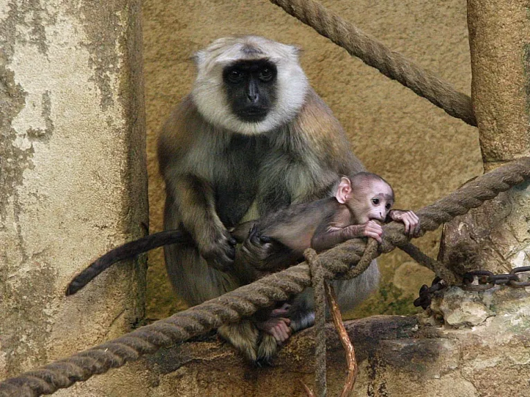 Affe mit Jungtier