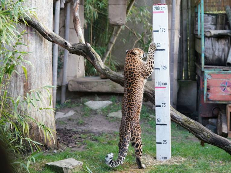 Kleiner Leopard an  Messlatte