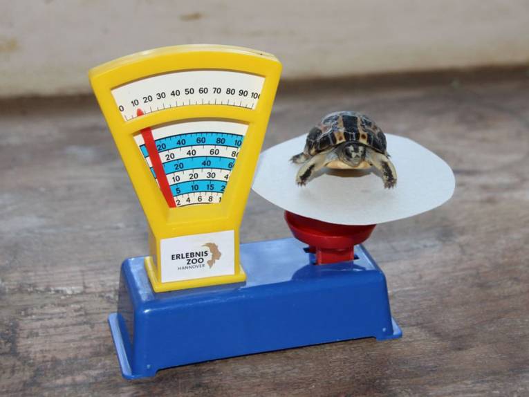 Kleine Schildkröte auf Waage