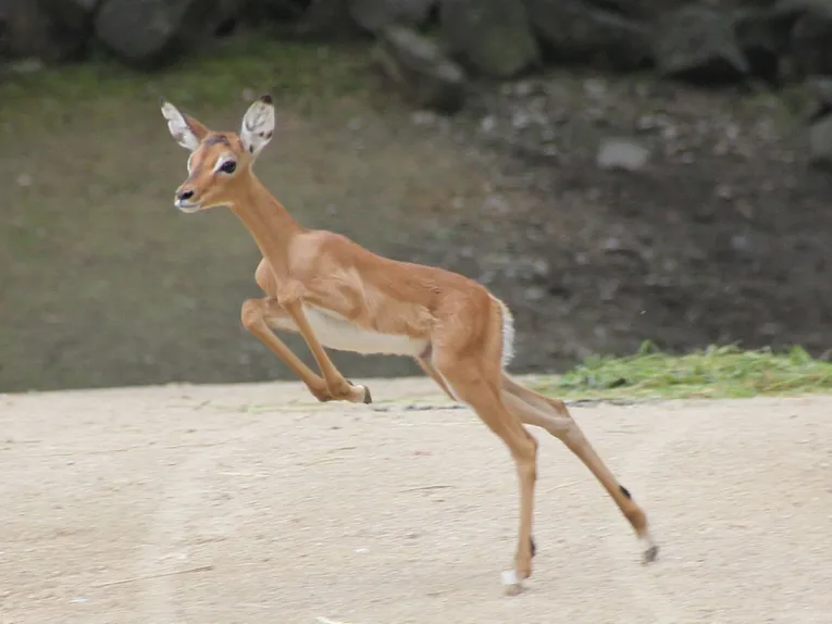 Tierfoto