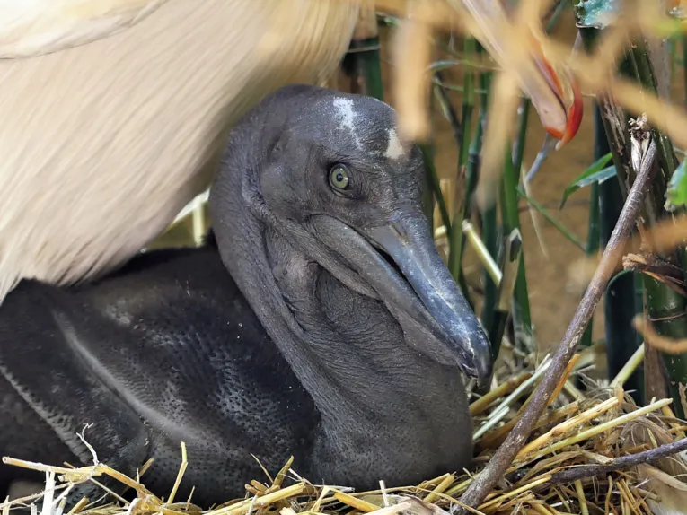 Tierfoto