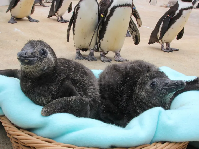Tierfoto