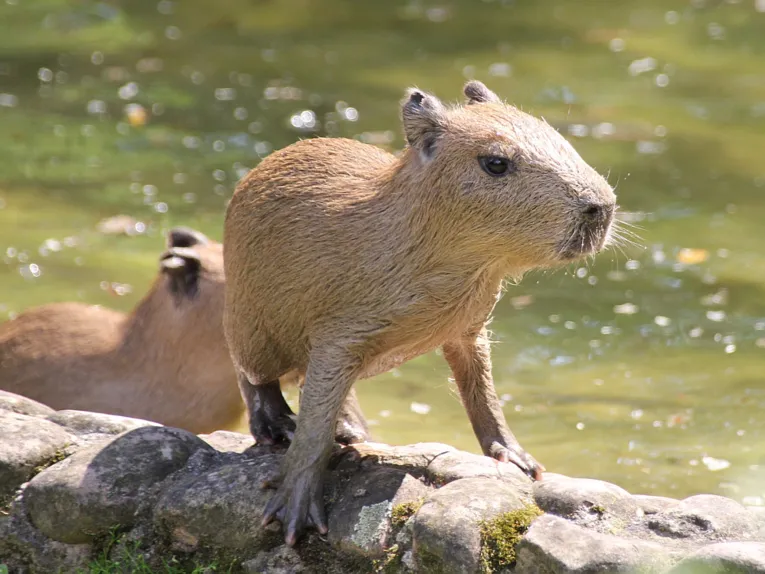 Tierfoto
