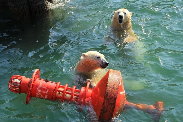 Spielende Eisbären im Wasser.