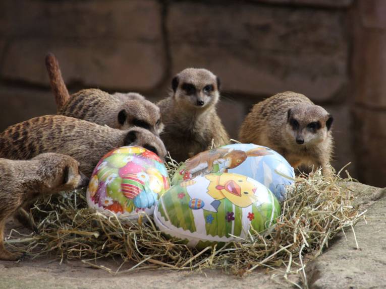 Kleine Tiere schnuppern an bunten Eiern