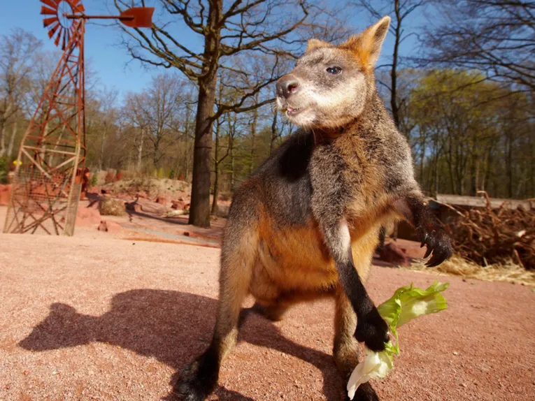 Ein Känguru auf rotem Sand. 