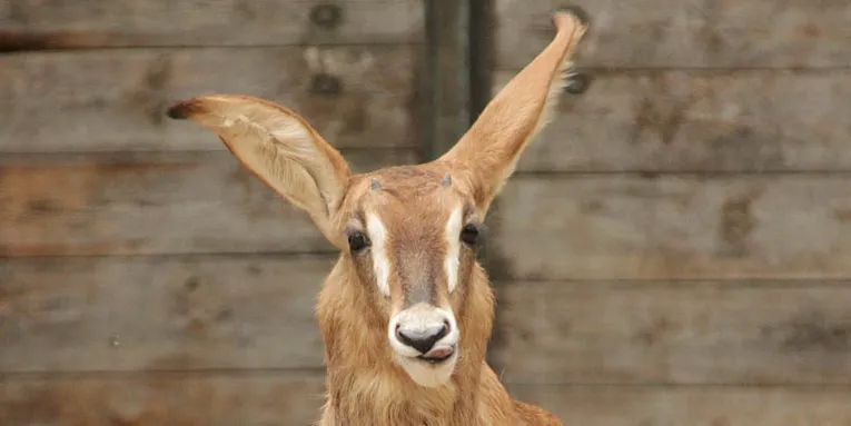 Pferdeantilope mit großen Ohren