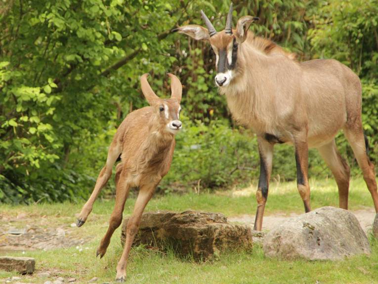 Ein Pferdeantilopenkalb läuft vor einem ausgewachsenem Tier.