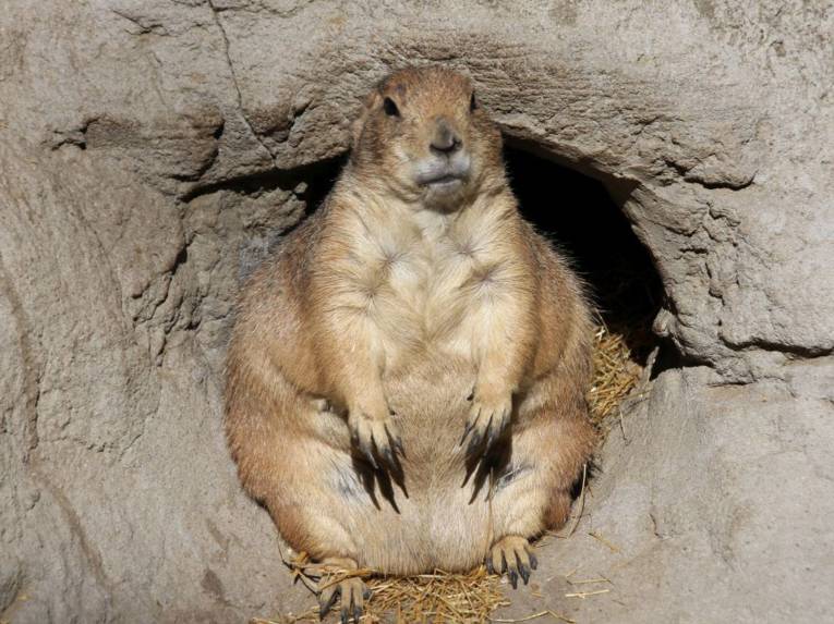 Dickes erdhörnchenähnliches Tier