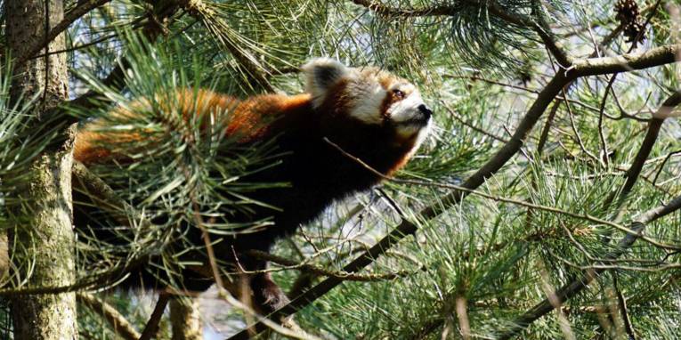 Kleiner roter Panda in einem Baum