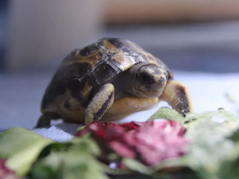 Kleine Schildkröte