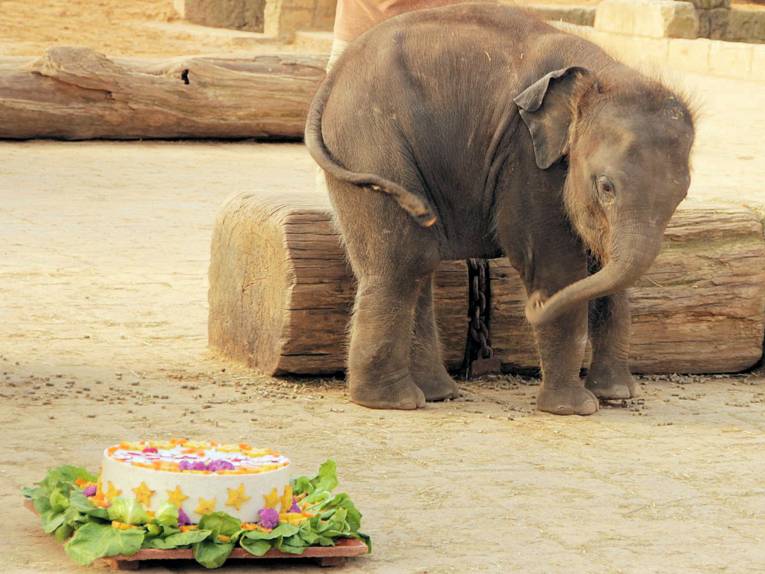 Elefantenbaby mit Torte