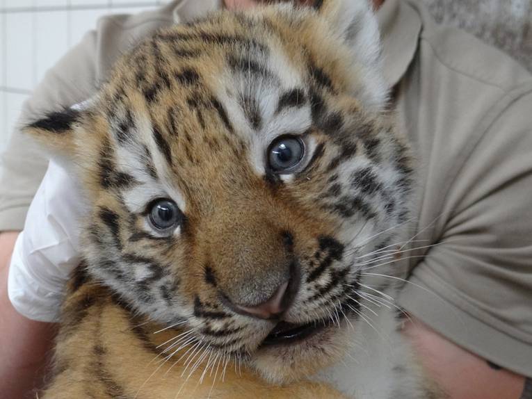 Kleiner Tiger mit geöffneten Augen