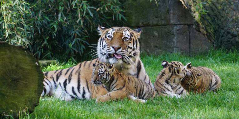 Großer Tiger mit drei kleinen Tigern