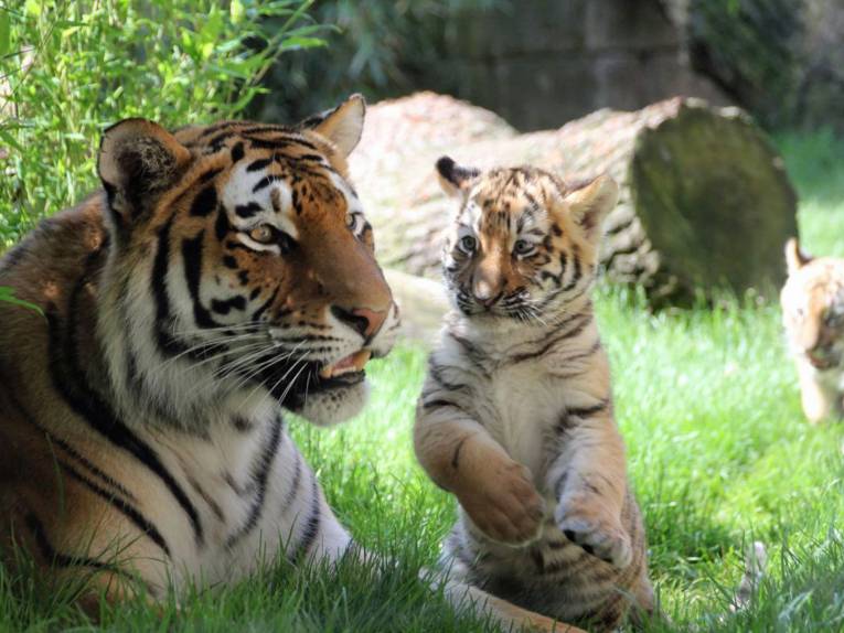 Großer Tiger mit einem kleinen Tiger