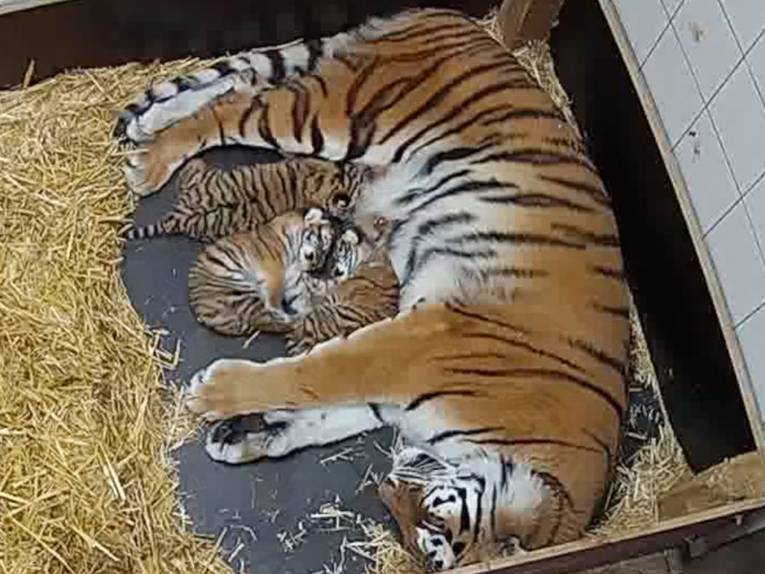 Großer Tiger kuschelt mit drei Jungtieren