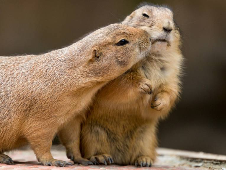 Zwei kleine Nagetiere kuscheln sich aneinander