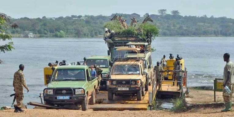 Fünf Giraffen in einem Transporter.
