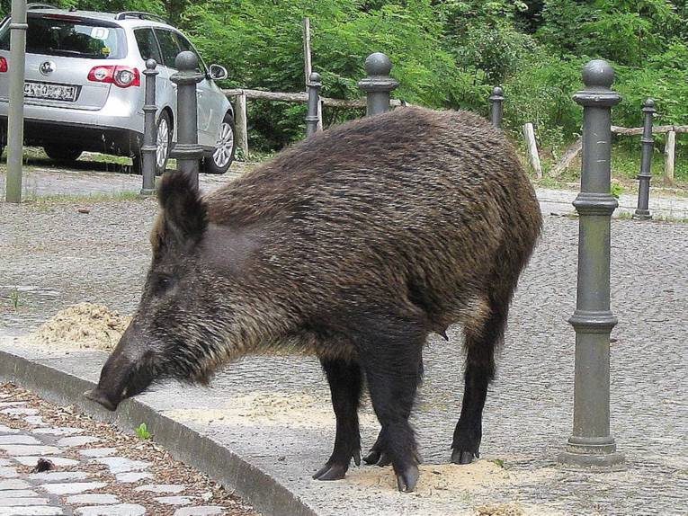 Wildschwein in Ortschaft