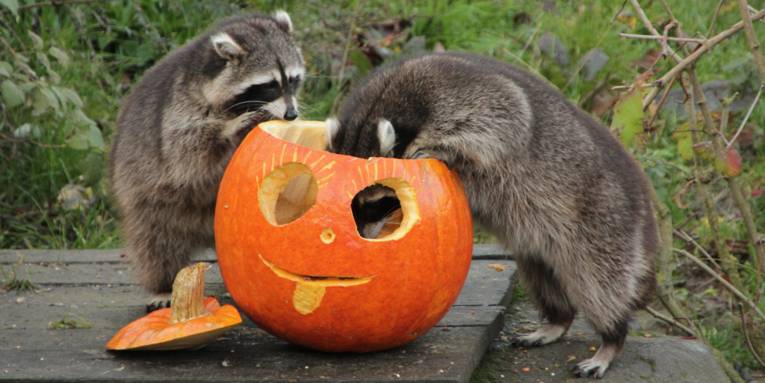 Zwei Waschbären und ein Halloween-Kürbis