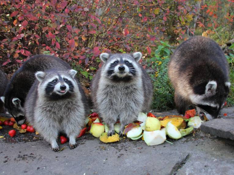 Drei dicke Waschbären zwischen Resten von Obst