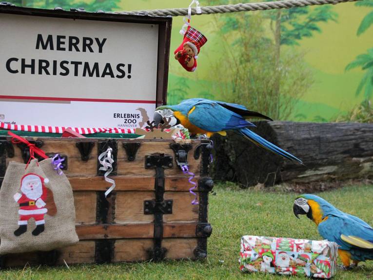 Zwei Papageien an einer Kiste mit Geschenken