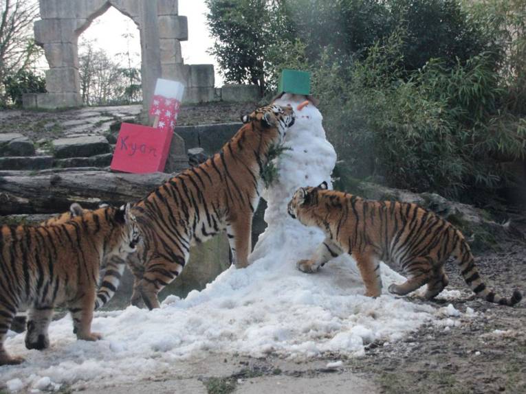 Vier Tiger und ein Schneemann