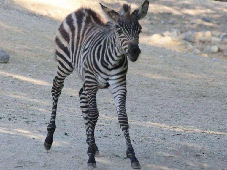Kleines Zebra
