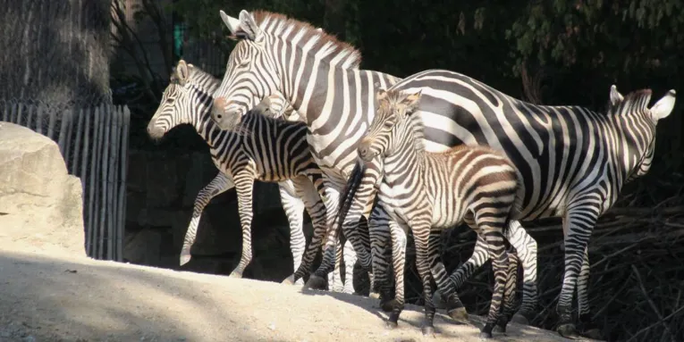 Zwei große, zwei kleine Zebras