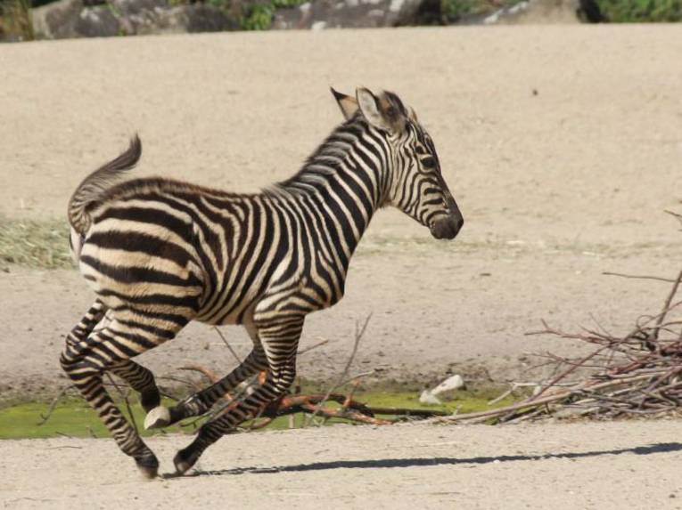 Kleines rennendes Zebra