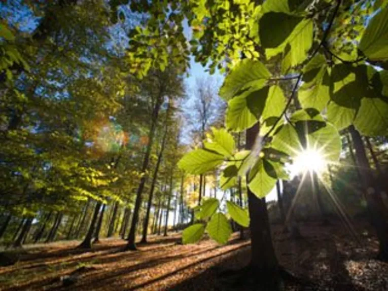 Wald