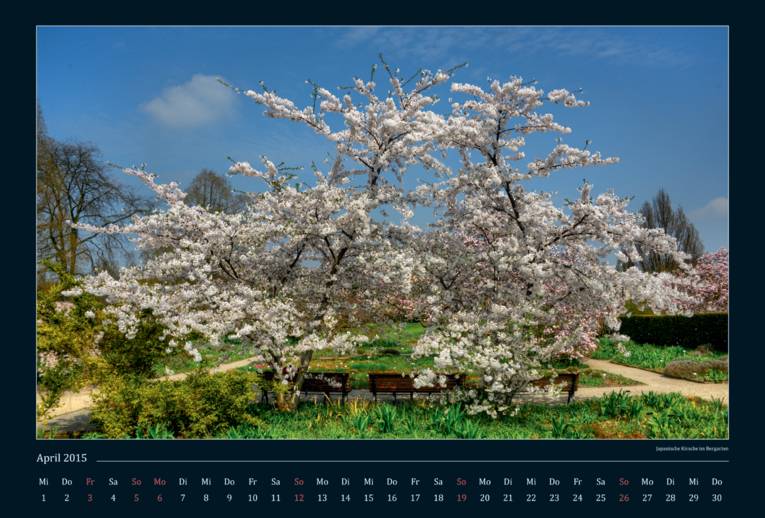 Ein japanischer Kirschbaum. 