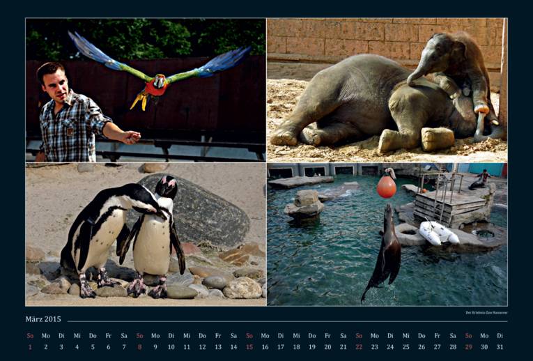 Vier Bilder, die Tiere im Erlebnis-Zoo zeigen. 