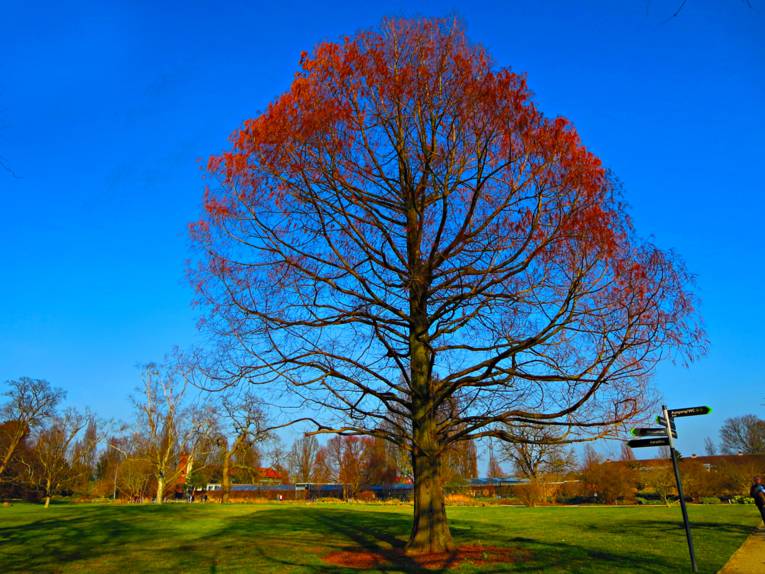 Baum mit roten Blättern.