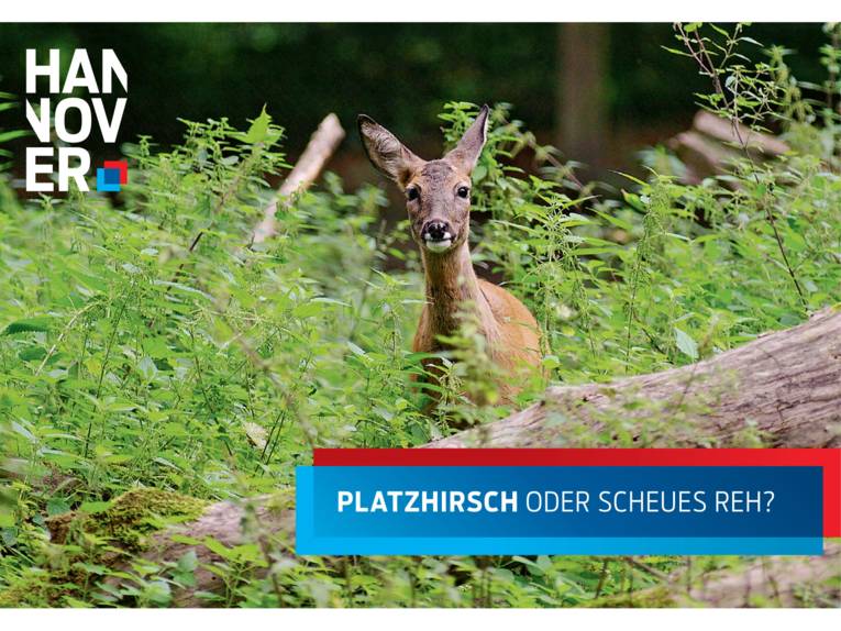 Platzhirsch oder scheues Reh
