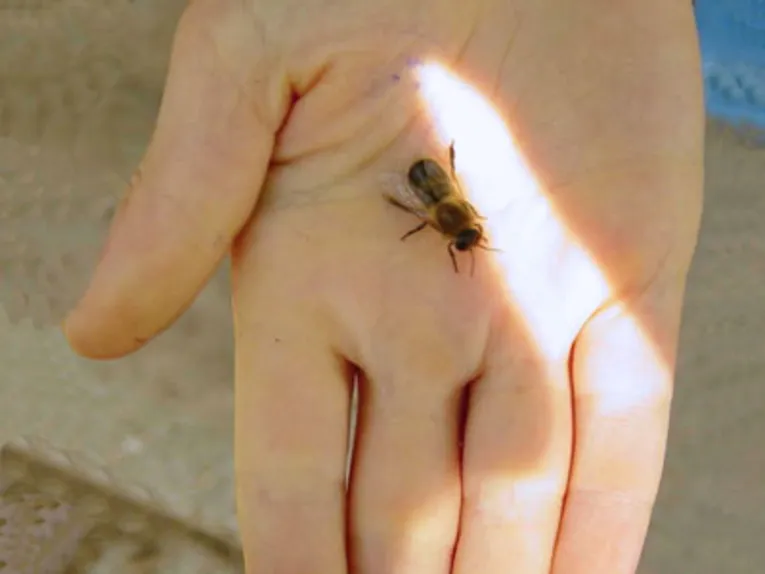 Bienen machen Schule