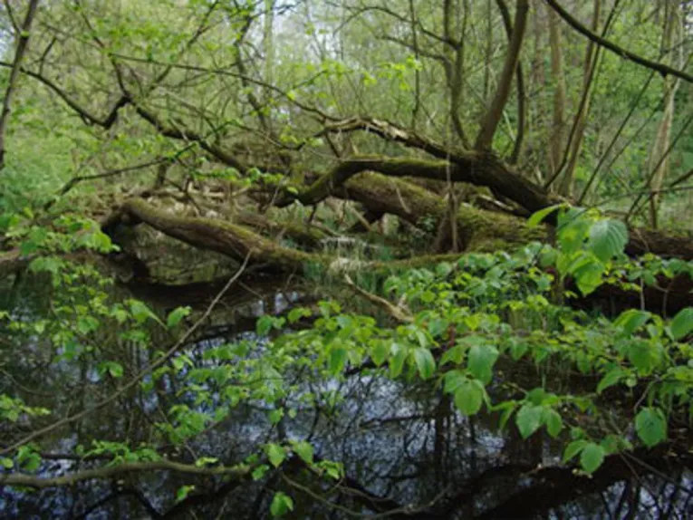Urwald im Norden Hannovers