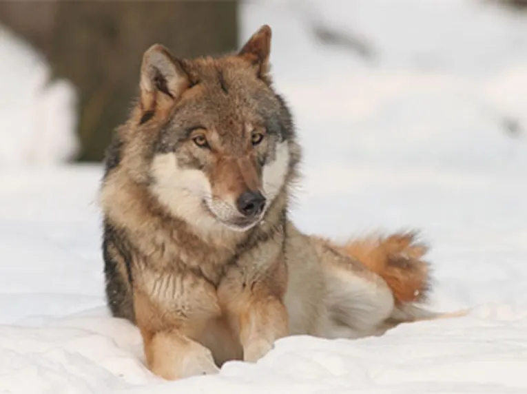 Vom Wolf zum Hund