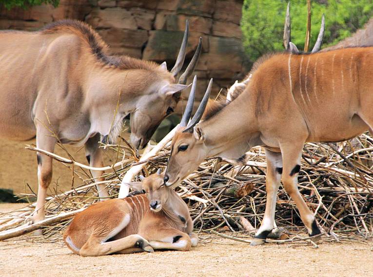 Elenantilopen-Nachwuchs Ludwig