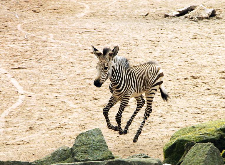 Hulman-Languren-Baby