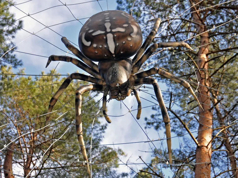 Kreuzspinne