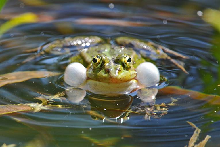 Ein Frosch in einem Teich