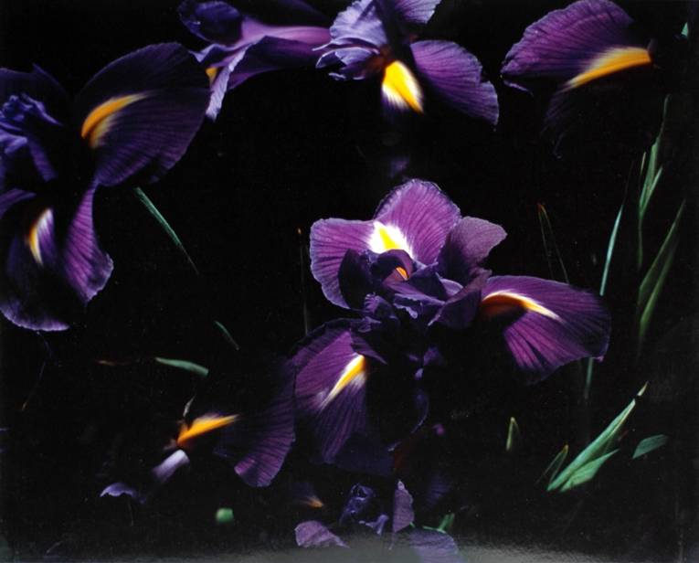 Marie-Jo Lafontaine (+1950 Antwerpen), Le Iris Bleu, 1995, Farbphotographie, 39 x 48,5 cm © VG Bild-Kunst, Bonn 2014