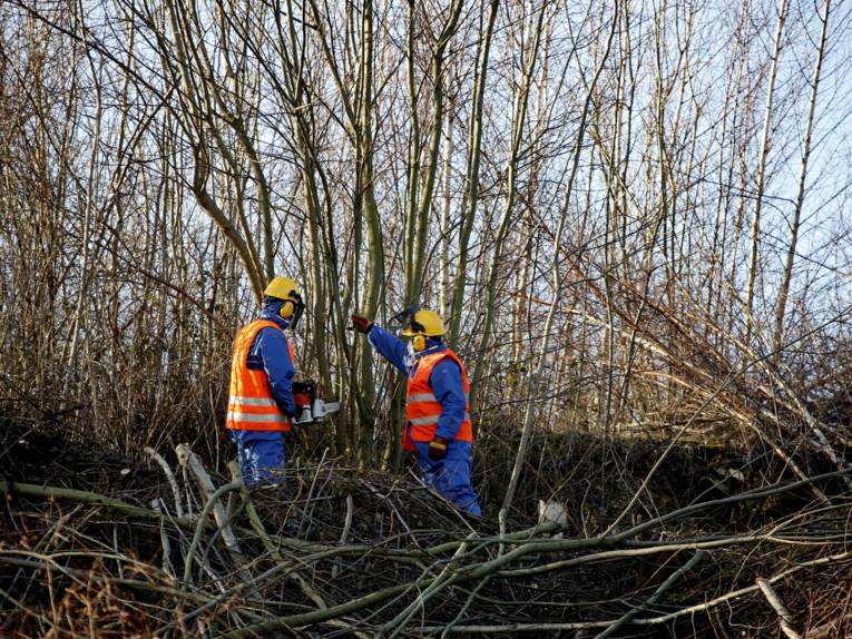 Zwei Arbeiter tragen Schutzkleidung und schneiden Bäume mit einer motorbetriebenen Kettensäge.