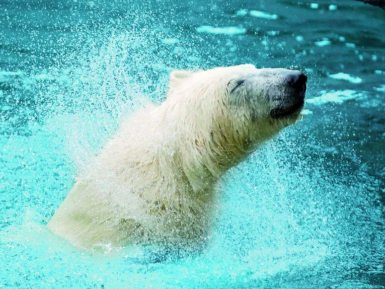 Tiere im Erlebnis-Zoo Hannover