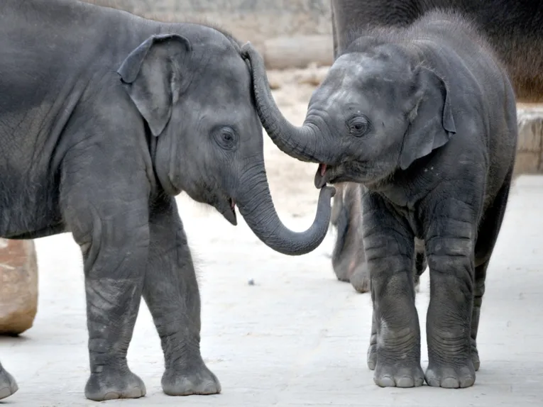 Tiere im Erlebnis-Zoo Hannover