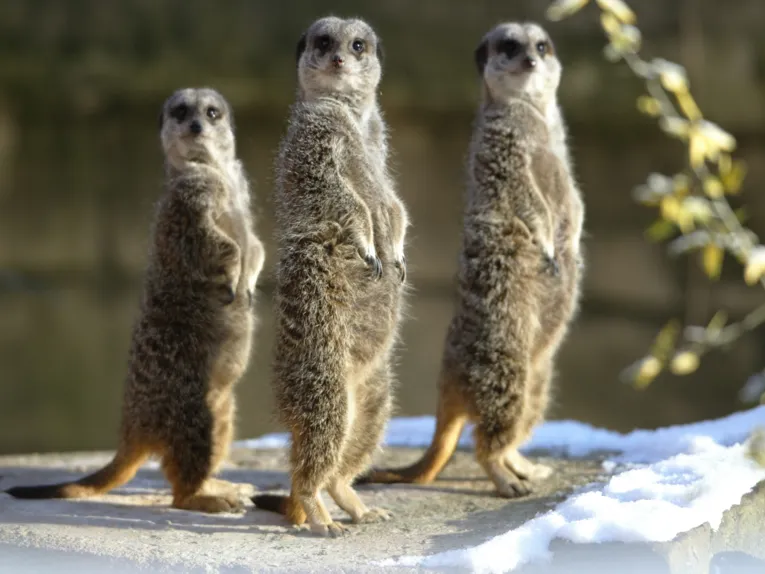 Tiere im Erlebnis-Zoo Hannover