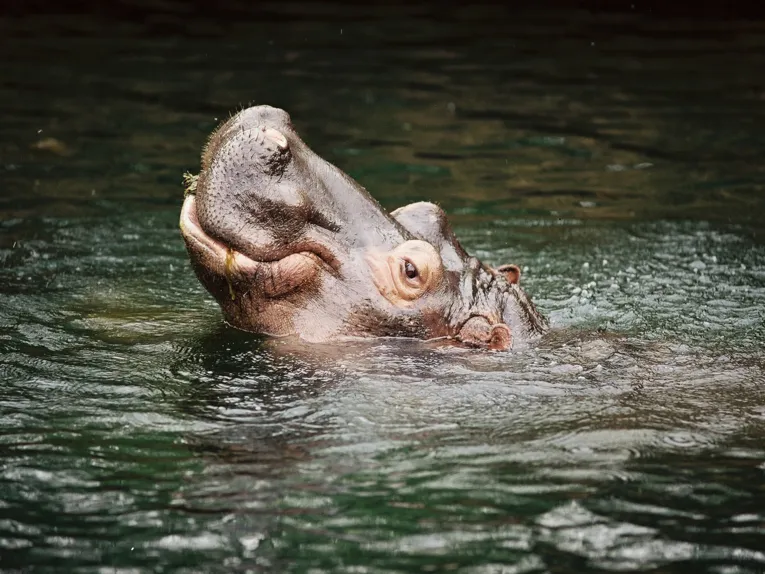 Tiere im Erlebnis-Zoo Hannover